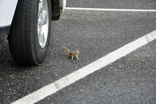 a chipmunk